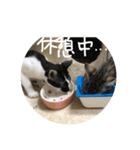 我が家の猫ちゃんの一言スタンプ（個別スタンプ：4）