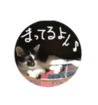 我が家の猫ちゃんの一言スタンプ（個別スタンプ：5）