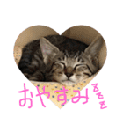我が家の猫ちゃんの一言スタンプ（個別スタンプ：6）