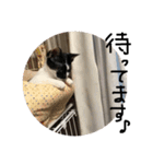 我が家の猫ちゃんの一言スタンプ（個別スタンプ：8）