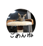 我が家の猫ちゃんの一言スタンプ（個別スタンプ：10）