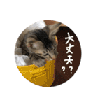 我が家の猫ちゃんの一言スタンプ（個別スタンプ：16）