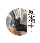 我が家の猫ちゃんの一言スタンプ（個別スタンプ：18）