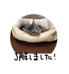 我が家の猫ちゃんの一言スタンプ（個別スタンプ：21）