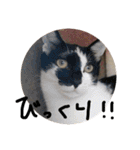 我が家の猫ちゃんの一言スタンプ（個別スタンプ：23）
