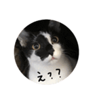 我が家の猫ちゃんの一言スタンプ（個別スタンプ：26）