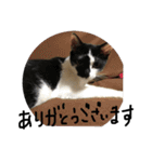 我が家の猫ちゃんの一言スタンプ（個別スタンプ：27）