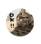 我が家の猫ちゃんの一言スタンプ（個別スタンプ：28）