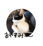 我が家の猫ちゃんの一言スタンプ（個別スタンプ：30）