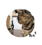 我が家の猫ちゃんの一言スタンプ（個別スタンプ：31）