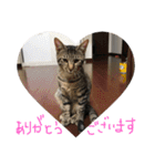 我が家の猫ちゃんの一言スタンプ（個別スタンプ：32）