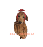ミミちゃん犬（個別スタンプ：1）