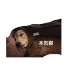 ミミちゃん犬（個別スタンプ：2）