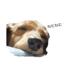 ミミちゃん犬（個別スタンプ：3）
