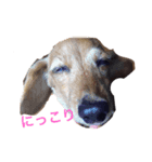 ミミちゃん犬（個別スタンプ：4）
