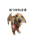ミミちゃん犬（個別スタンプ：7）