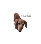 ミミちゃん犬（個別スタンプ：8）