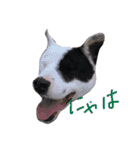 This is my dear pet, BECK stamp（個別スタンプ：5）