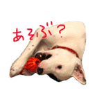 This is my dear pet, BECK stamp（個別スタンプ：8）