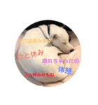 This is my dear pet, BECK stamp（個別スタンプ：17）