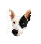 This is my dear pet, BECK stamp（個別スタンプ：18）
