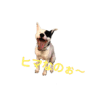 This is my dear pet, BECK stamp（個別スタンプ：19）