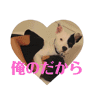 This is my dear pet, BECK stamp（個別スタンプ：20）