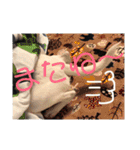 This is my dear pet, BECK stamp（個別スタンプ：22）