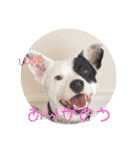 This is my dear pet, BECK stamp（個別スタンプ：23）