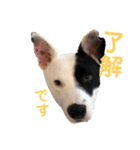 This is my dear pet, BECK stamp（個別スタンプ：26）