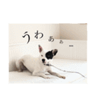 This is my dear pet, BECK stamp（個別スタンプ：29）