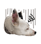 This is my dear pet, BECK stamp（個別スタンプ：33）