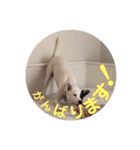 This is my dear pet, BECK stamp（個別スタンプ：35）