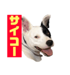 This is my dear pet, BECK stamp（個別スタンプ：39）