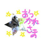 ハムスターのスタンプ作ってみた（個別スタンプ：7）