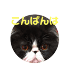 ハチワレ猫はんぞーくん日常スタンプ（個別スタンプ：3）