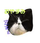ハチワレ猫はんぞーくん日常スタンプ（個別スタンプ：4）