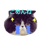 ハチワレ猫はんぞーくん日常スタンプ（個別スタンプ：6）