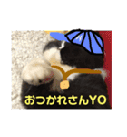 ハチワレ猫はんぞーくん日常スタンプ（個別スタンプ：9）