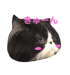 ハチワレ猫はんぞーくん日常スタンプ（個別スタンプ：10）