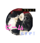 ハチワレ猫はんぞーくん日常スタンプ（個別スタンプ：11）