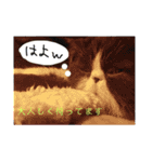 ハチワレ猫はんぞーくん日常スタンプ（個別スタンプ：18）