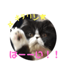 ハチワレ猫はんぞーくん日常スタンプ（個別スタンプ：19）
