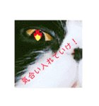 ハチワレ猫はんぞーくん日常スタンプ（個別スタンプ：22）