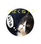 ハチワレ猫はんぞーくん日常スタンプ（個別スタンプ：23）