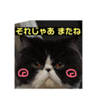 ハチワレ猫はんぞーくん日常スタンプ（個別スタンプ：24）