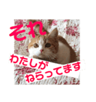日常で使ってほしいうちのにゃんこ達。（個別スタンプ：2）