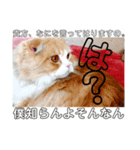 日常で使ってほしいうちのにゃんこ達。（個別スタンプ：3）