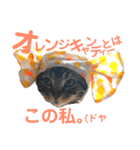 日常で使ってほしいうちのにゃんこ達。（個別スタンプ：4）