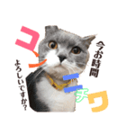日常で使ってほしいうちのにゃんこ達。（個別スタンプ：6）